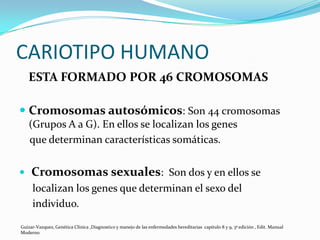 CARIOTIPO HUMANO
    ESTA FORMADO POR 46 CROMOSOMAS

 Cromosomas autosómicos: Son 44 cromosomas
    (Grupos A a G). En ellos se localizan los genes
    que determinan características somáticas.


    Cromosomas sexuales: Son dos y en ellos se
     localizan los genes que determinan el sexo del
     individuo.

Guizar-Vazquez, Genética Clínica ,Diagnostico y manejo de las enfermedades hereditarias capitulo 8 y 9, 3ª edición , Edit. Manual
Moderno
 