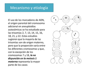 El uso de los marcadores de ADN,
el origen parental del cromosoma
adicional en aneuploidías
autosómicas se ha estudiado para
las trisomías 2, 7, 13, 14, 15, 16,
18, 21, y 22. Estos estudios
sugieren que la mayoría de las
trisomías son de origen materno,
pero que la proporción varía entre
los diferentes cromosomas y que,
con la excepción de los
cromosomas 7 y 18, la no
disyunción en la meiosis 1
materna representa la mayor
parte de los casos
Mecanismo y etiología
 