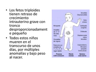• Los fetos triploides
tienen retraso de
crecimiento
intrauterino grave con
tronco
desproporcionadament
e pequeño
• Todos estos niños
mueren en el
transcurso de unos
días, por múltiples
anomalías y bajo peso
al nacer.
 