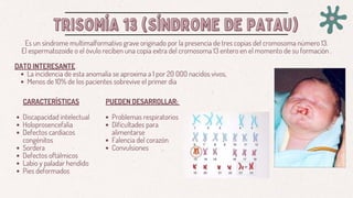 TRISOMÍA 13 (SÍNDROME DE PATAU)
TRISOMÍA 13 (SÍNDROME DE PATAU)
Es un síndrome multimalformativo grave originado por la presencia de tres copias del cromosoma número 13.
El espermatozoide o el óvulo reciben una copia extra del cromosoma 13 entero en el momento de su formación .
DATO INTERESANTE
La incidencia de esta anomalía se aproxima a 1 por 20 000 nacidos vivos,
Menos de 10% de los pacientes sobrevive el primer día
CARACTERÍSTICAS
Discapacidad intelectual
Holoprosencefalia
Defectos cardiacos
congénitos
Sordera
Defectos oftálmicos
Labio y paladar hendido
Pies deformados
PUEDEN DESARROLLAR:
Problemas respiratorios
Dificultades para
alimentarse
Falencia del corazón
Convulsiones
 