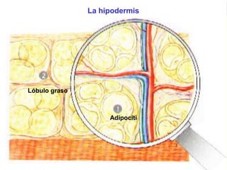 La hipodermis 
Lóbulo graso 
Adipociti 
 