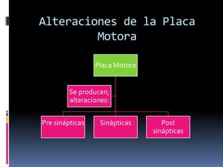 Alteraciones de la Placa
Motora
Placa Motora
Pre sinápticas Sinápticas Post
sinápticas
Se producen,
alteraciones:
 