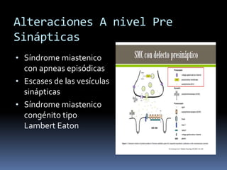 Alteraciones A nivel Pre
Sinápticas
• Síndrome miastenico
con apneas episódicas
• Escases de las vesículas
sinápticas
• Síndrome miastenico
congénito tipo
Lambert Eaton
 