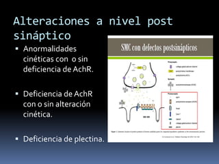 Alteraciones a nivel post
sináptico
 Anormalidades
cinéticas con o sin
deficiencia de AchR.
 Deficiencia de AchR
con o sin alteración
cinética.
 Deficiencia de plectina.
 