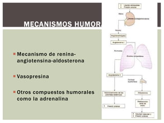  Mecanismo de renina-
angiotensina-aldosterona
 Vasopresina
 Otros compuestos humorales
como la adrenalina
MECANISMOS HUMORALES
 