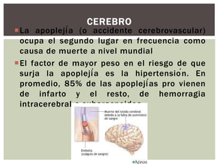 La apoplejía (o accidente cerebrovascular)
ocupa el segundo lugar en frecuencia como
causa de muerte a nivel mundial
El factor de mayor peso en el riesgo de que
surja la apoplejía es la hipertensión. En
promedio, 85% de las apoplejías pro vienen
de infarto y el resto, de hemorragia
intracerebral o subaracnoidea.
CEREBRO
 