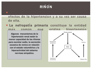 Los riñones son órganos que pueden recibir los
efectos de la hipertensión y a su vez ser causa
de ella.
 La nefropatía primaria constituye la entidad
más común que origina hipertensión
secundaria.
RIÑÓN
Algunos mecanismos de la
hipertensión renal están la
menor capacidad de los riñones
para excretar sodio, la secreción
excesiva de renina en relación
con el estado volumétrico y la
hiperactividad del sistema
nervioso simpático.
 