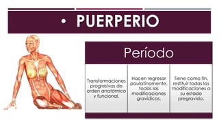 • PUERPERIO
Período
Transformaciones
progresivas de
orden anatómico
y funcional.
Hacen regresar
paulatinamente,
todas las
modificaciones
gravídicas.
Tiene como fin,
restituir todas las
modificaciones a
su estado
pregravido.
 