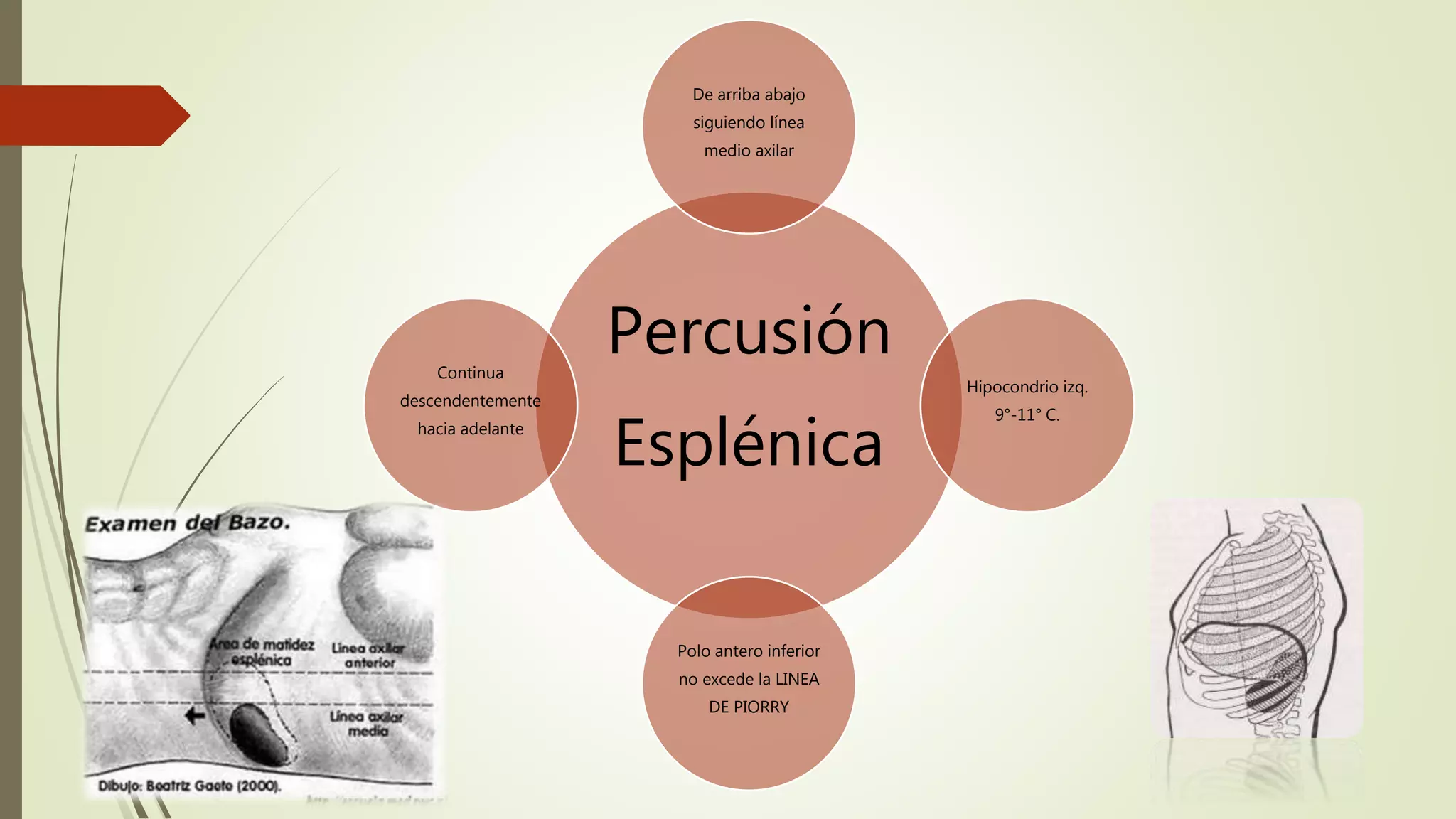 Matidez en la percusión abdominal normal y anormal PPT