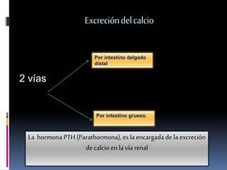 Excreción del calcio 
2 vías 
Por intestino delgado 
distal 
Por intestino grueso. 
La hormona PTH (Parathormona), es la encargada de la excreción 
de calcio en la vía renal 
 