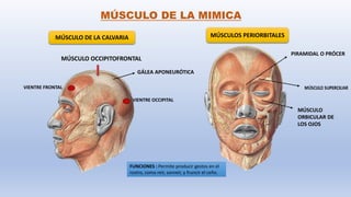 Musulo Procer ALTERACIONES DEL COMPLEJO OROFACIAL EN NIÑOS CON PARALISIS CEREBRAL | PPTX