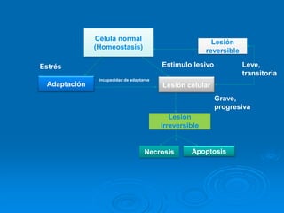 Célula normal
(Homeostasis)
Adaptación Lesión celular
Estrés Estimulo lesivo
Incapacidad de adaptarse
Lesión
reversible
Leve,
transitoria
Grave,
progresiva
Lesión
irreversible
Necrosis Apoptosis
 