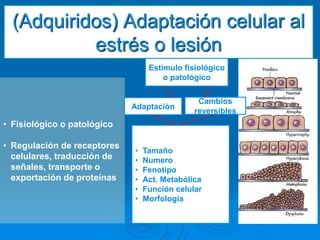 (Adquiridos) Adaptación celular al
estrés o lesión
• Fisiológico o patológico
• Regulación de receptores
celulares, traducción de
señales, transporte o
exportación de proteínas
Adaptación
Cambios
reversibles
• Tamaño
• Numero
• Fenotipo
• Act. Metabólica
• Función celular
• Morfología
Estimulo fisiológico
o patológico
 