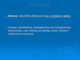 APLASIA
➢ Aplasia: desarrollo defectuoso de un órgano o tejido.
➢ Causas: hereditarios, teratogenicos por fumigaciones
insecticidas y por toxinas de plantas como Veretum
californicum (ciclopia).
 