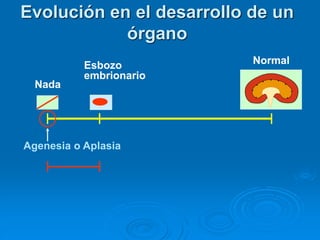 Evolución en el desarrollo de un
órgano
Agenesia o Aplasia
Esbozo
embrionario
Normal
Nada
 