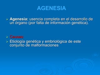 AGENESIA
➢ Agenesia: usencia completa en el desarrollo de
un órgano (por falta de información genética).
➢ Causas:
➢ Etiología genética y embriológica de este
conjunto de malformaciones
 