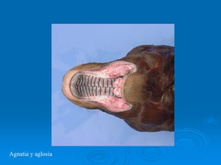 Agnatia y aglosia
 