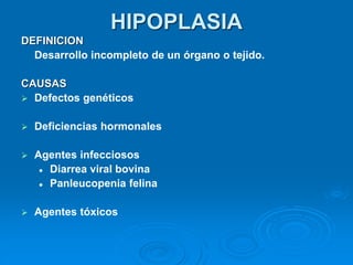 HIPOPLASIA
DEFINICION
Desarrollo incompleto de un órgano o tejido.
CAUSAS
➢ Defectos genéticos
➢ Deficiencias hormonales
➢ Agentes infecciosos
⚫ Diarrea viral bovina
⚫ Panleucopenia felina
➢ Agentes tóxicos
 