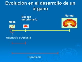 Hipoplasia
Evolución en el desarrollo de un
órgano
Agenesia o Aplasia
Esbozo
embrionario
Normal
Nada
 