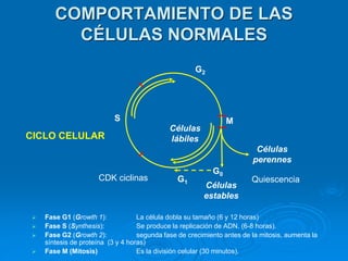 COMPORTAMIENTO DE LAS
CÉLULAS NORMALES
G0
Células
estables
Células
perennes
M
S
G2
Células
lábiles
CICLO CELULAR
➢ Fase G1 (Growth 1): La célula dobla su tamaño (6 y 12 horas)
➢ Fase S (Synthesis): Se produce la replicación de ADN. (6-8 horas).
➢ Fase G2 (Growth 2): segunda fase de crecimiento antes de la mitosis, aumenta la
síntesis de proteína (3 y 4 horas)
➢ Fase M (Mitosis) Es la división celular (30 minutos).
G1
CDK ciclinas Quiescencia
 