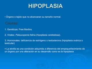 • Órgano o tejido que no alcanzaran su tamaño normal.
Causas:
1. Genéticas: Free Martins.
2. Virales: Paleucopenia felina (hipoplasia cerebelosa).
3. Hormonales: deficiencia de estrógeno o testosterona (hipoplasia ovárica o
testicular)
• La atrofia es una condición adquirida a diferencia del empequeñecimiento de
un órgano por una alteración en su desarrollo como es la hipoplasia
HIPOPLASIA
 