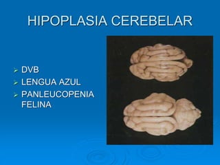 HIPOPLASIA CEREBELAR
➢ DVB
➢ LENGUA AZUL
➢ PANLEUCOPENIA
FELINA
 