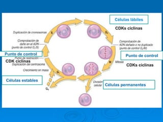 Punto de control
Células estables
Células permanentes
Punto de control
Células lábiles
CDKs ciclinas
CDK ciclinas
CDKs ciclinas
 