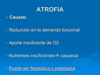 ➢ Causas:
• Reducción en la demanda funcional
• Aporte insuficiente de O2
• Nutrientes insuficientes→ caquexia
• Puede ser fisiológica o patológica
ATROFIA
 