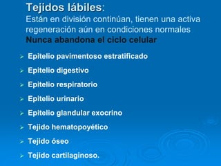 Tejidos lábiles:
Están en división continúan, tienen una activa
regeneración aún en condiciones normales
Nunca abandona el ciclo celular
➢ Epitelio pavimentoso estratificado
➢ Epitelio digestivo
➢ Epitelio respiratorio
➢ Epitelio urinario
➢ Epitelio glandular exocrino
➢ Tejido hematopoyético
➢ Tejido óseo
➢ Tejido cartilaginoso.
 