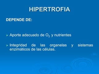 HIPERTROFIA
DEPENDE DE:
➢ Aporte adecuado de O2 y nutrientes
➢ Integridad de las organelas y sistemas
enzimáticos de las células.
 