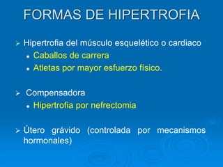 FORMAS DE HIPERTROFIA
➢ Hipertrofia del músculo esquelético o cardiaco
⚫ Caballos de carrera
⚫ Atletas por mayor esfuerzo físico.
➢ Compensadora
⚫ Hipertrofia por nefrectomia
➢ Útero grávido (controlada por mecanismos
hormonales)
 