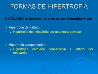 FORMAS DE HIPERTROFIA
PATOLÓGICA: incremento de la cargas hemodinamicas
➢ Hipertrofia de trabajo
⚫ Hipertrofia del miocárdio por estenosis valvular
➢ Hipertrofia compensadora
⚫ Hipertrofia cardíaca consecutiva a infarto del
miocardio
 