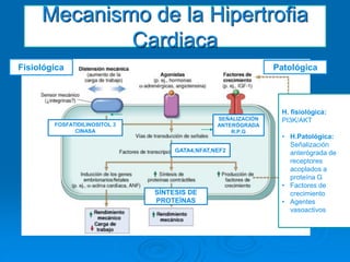 Mecanismo de la Hipertrofia
Cardiaca
H. fisiológica:
PI3K/AKT
• H.Patológica:
Señalización
anterógrada de
receptores
acoplados a
proteína G
• Factores de
crecimiento
• Agentes
vasoactivos
FOSFATIDILINOSITOL 3
CINASA
SEÑALIZACIÓN
ANTERÓGRADA
R.P.G
GATA4,NFAT,NEF2
SÍNTESIS DE
PROTEÍNAS
Fisiológica Patológica
 