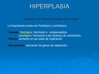 “Aumento del número de células de un tejido”
La hiperplasia puede ser fisiológica o patológica.
Causas: fisiológica: hormonal o compensadora
patológica: hormonal o por factores de crecimiento
Efecto: aumento en las tasas de replicación
Mecanismo: activación de genes de replicación
HIPERPLASIA
 