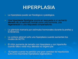 ➢ La hiperplasia puede ser fisiológica o patológica.
➢ Una hiperplasia fisiológica ocurre en respuesta a un aumento
elevado de un estímulo normal como una hormona, una
regeneración o una respuesta compensatoria:
1. La glándula mamaria por estímulos hormonales durante la preñez y
la lactancia.
2. La corteza adrenal sufre una hiperplasia cuando aumentan los
niveles de ACTH.
3. El riñón aumenta de tamaño con hiperplasia y con hipertrofia
cuando falta o está muy alterado su órgano par.
4. El hígado cuando ha perdido una gran cantidad de hepatocitos
sufre una importante hiperplasia regenerativa.
HIPERPLASIA
 