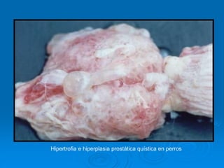 Hipertrofia e hiperplasia prostática quística en perros
 