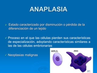 ANAPLASIA
➢ Estado caracterizado por disminución o pérdida de la
diferenciación de un tejido
✓ Proceso en el que las células pierden sus características
de especialización, adoptando características similares a
las de las células embrionarias
✓ Neoplasias malignas
 