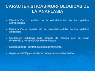 CARACTERÍSTICAS MORFOLÓGICAS DE
LA ANAPLASIA
➢ Disminución o pérdida de la estratificación en los epitelios
estratificados
➢ Disminución o pérdida de la polaridad celular en los epitelios
cilíndricos
➢ Caracteres celulares más propios de células que se están
dividiendo y no de células diferenciadas
➢ Núcleo grande, central, Nucléolo prominente
➢ Aspecto histológico similar al de los tejidos del embrión.
 