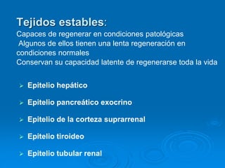Tejidos estables:
Capaces de regenerar en condiciones patológicas
Algunos de ellos tienen una lenta regeneración en
condiciones normales
Conservan su capacidad latente de regenerarse toda la vida
➢ Epitelio hepático
➢ Epitelio pancreático exocrino
➢ Epitelio de la corteza suprarrenal
➢ Epitelio tiroideo
➢ Epitelio tubular renal
 