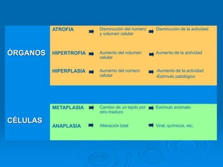 ÓRGANOS
ATROFIA Disminución del número
y volumen celular
Disminución de la actividad
HIPERTROFIA Aumento del volumen
celular
Aumento de la actividad
HIPERPLASIA Aumento del número
celular
-Aumento de la actividad
-Estímulo patológico
CÉLULAS
METAPLASIA Cambio de un tejido por
otro maduro
Estímulo anómalo
ANAPLASIA Alteración total Viral, químicos, etc.
 
