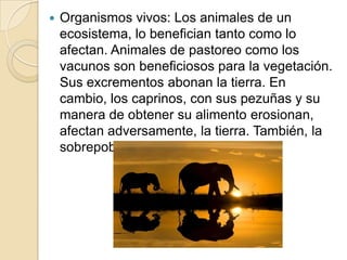    Organismos vivos: Los animales de un
    ecosistema, lo benefician tanto como lo
    afectan. Animales de pastoreo como los
    vacunos son beneficiosos para la vegetación.
    Sus excrementos abonan la tierra. En
    cambio, los caprinos, con sus pezuñas y su
    manera de obtener su alimento erosionan,
    afectan adversamente, la tierra. También, la
    sobrepoblación es un problema.
 