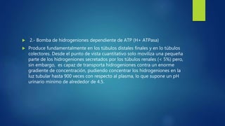  2.- Bomba de hidrogeniones dependiente de ATP (H+ ATPasa)
 Produce fundamentalmente en los túbulos distales finales y e...
