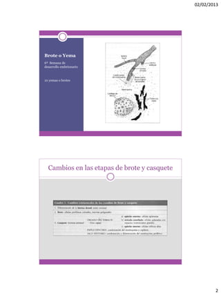 02/02/2013
2
Brote o Yema
6ª Semana de
desarrollo embrionario
10 yemas o brotes
Cambios en las etapas de brote y casquete
 