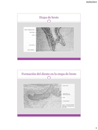 02/02/2013
3
Etapa de brote
Formación del diente en la etapa de brote
 
