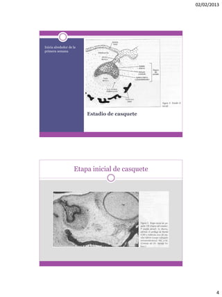 02/02/2013
4
Estadio de casquete
Inicia alrededor de la
primera semana
Etapa inicial de casquete
 