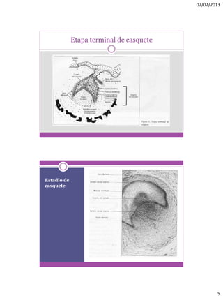 02/02/2013
5
Etapa terminal de casquete
Estadio de
casquete
 