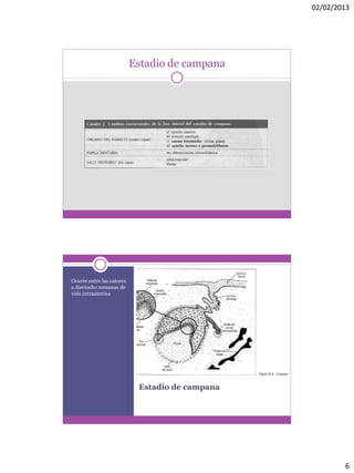 02/02/2013
6
Estadio de campana
Estadio de campana
Ocurre entre las catorce
a dieciocho semanas de
vida intrauterina
 