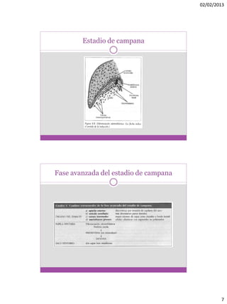 02/02/2013
7
Estadio de campana
Fase avanzada del estadio de campana
 