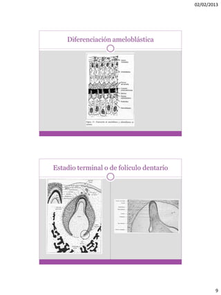 02/02/2013
9
Diferenciación ameloblástica
Estadio terminal o de folículo dentarío
 