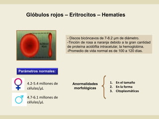 Glóbulos rojos – Eritrocitos – Hematíes
Anormalidades
morfológicas
1. En el tamaño
2. En la forma
3. Citoplasmáticas
- Discos bicóncavos de 7-8.2 µm de diámetro.
-Tinción de rosa a naranja debido a la gran cantidad
de proteína acidófila intracelular, la hemoglobina.
-Promedio de vida normal es de 100 a 120 días.
Parámetros normales:
4.7-6.1 millones de
células/µL
4.2-5.4 millones de
células/µL
 